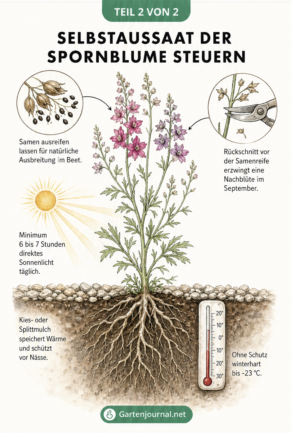 Illustration zur Steuerung der Selbstaussaat und Pflege der Spornblume