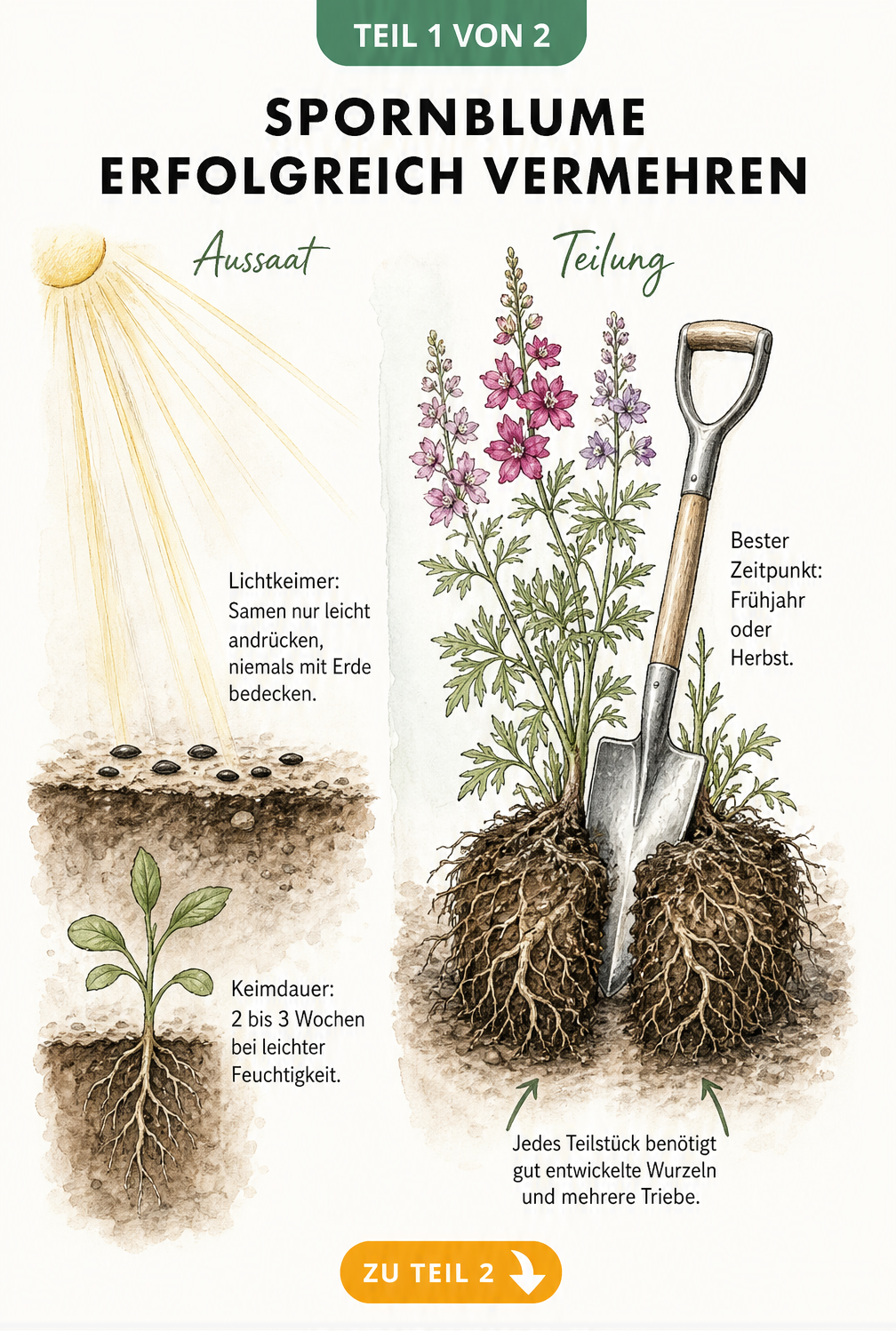 Illustration zur Vermehrung der Spornblume durch Aussaat und Teilung