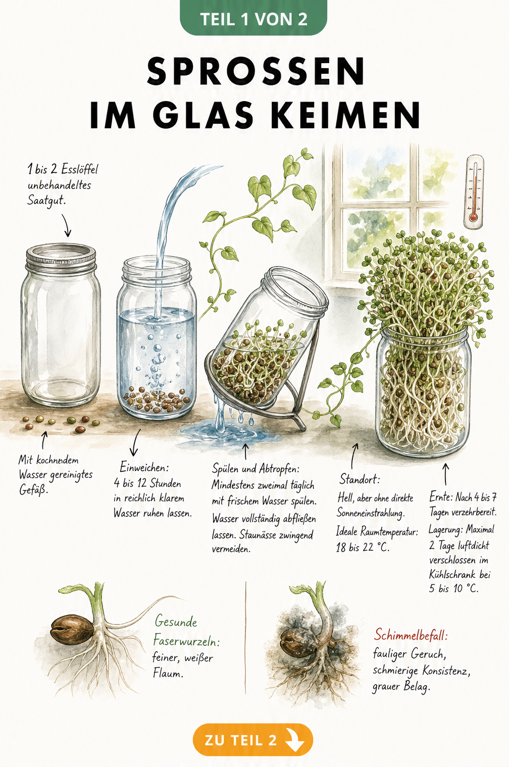 Illustration eines Keimglases in vier Entwicklungsstadien vom leeren Glas bis zu fertigen Sprossen