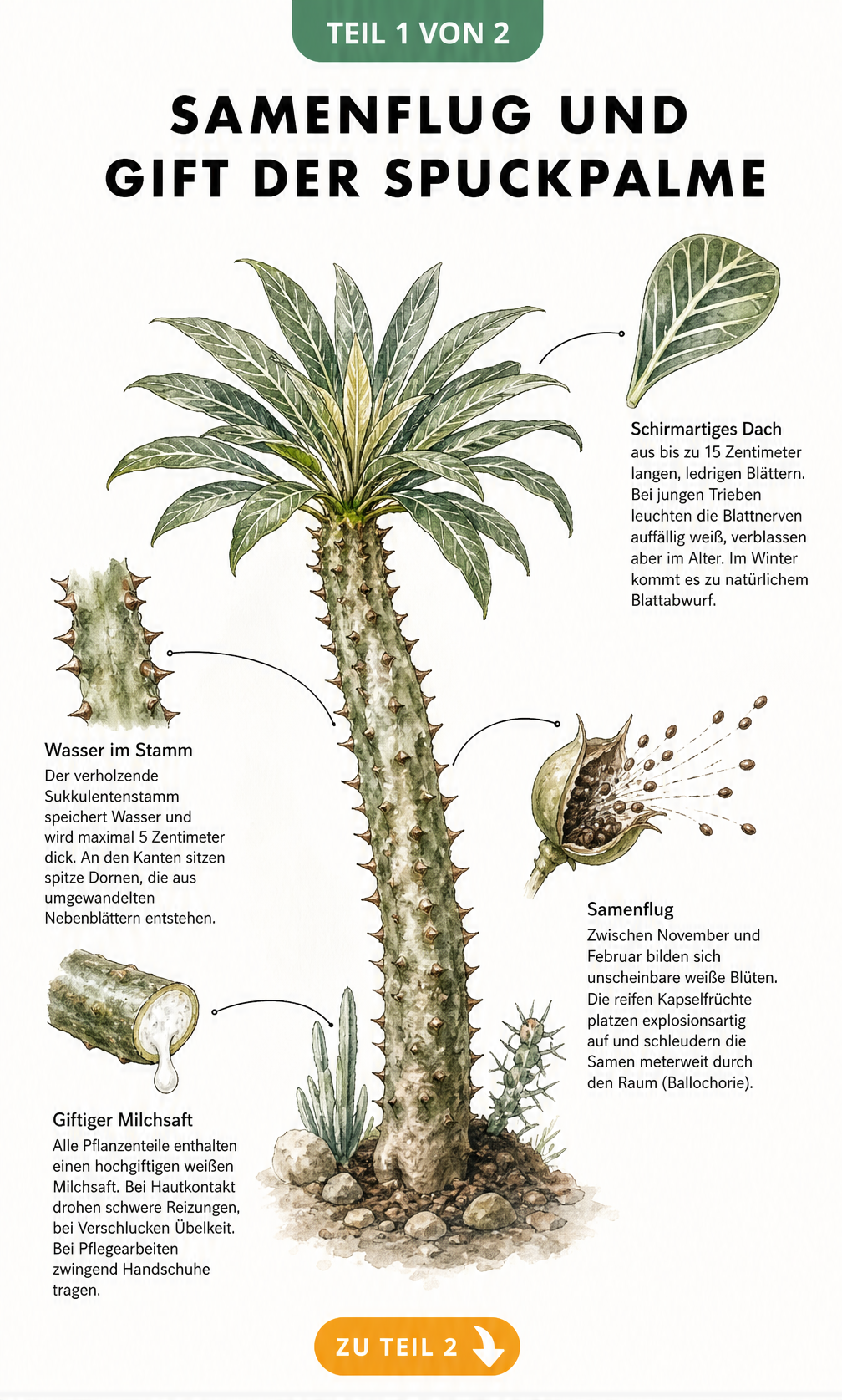 Botanische Illustration der Spuckpalme mit Detailzeichnungen von Blättern, Samenflug, Stamm und giftigem Milchsaft
