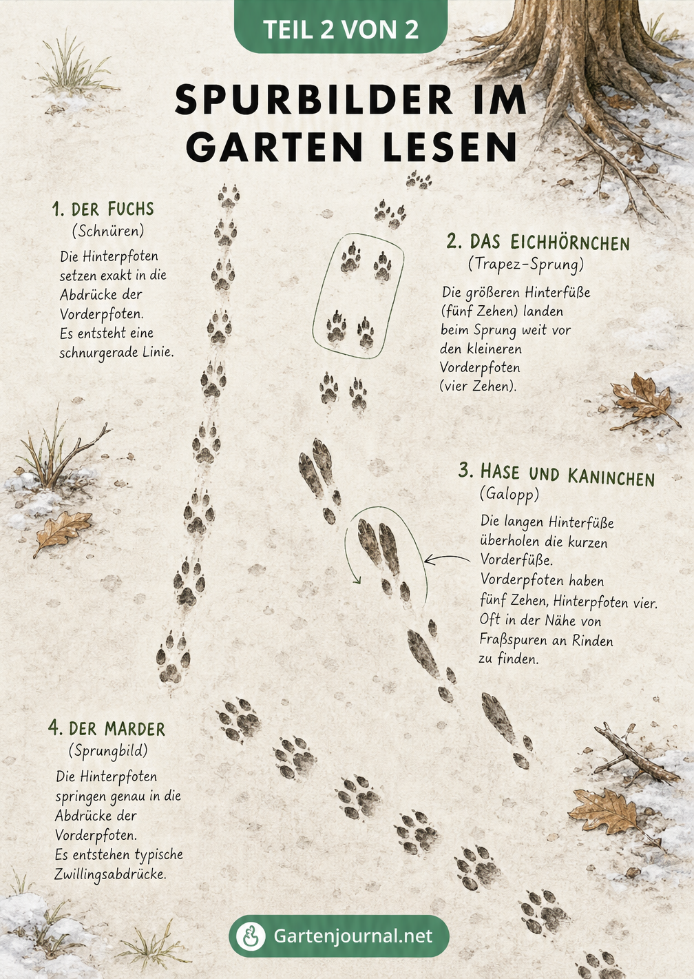 Illustration verschiedener Spurbilder im Gartenboden von Fuchs, Eichhörnchen, Hase und Marder