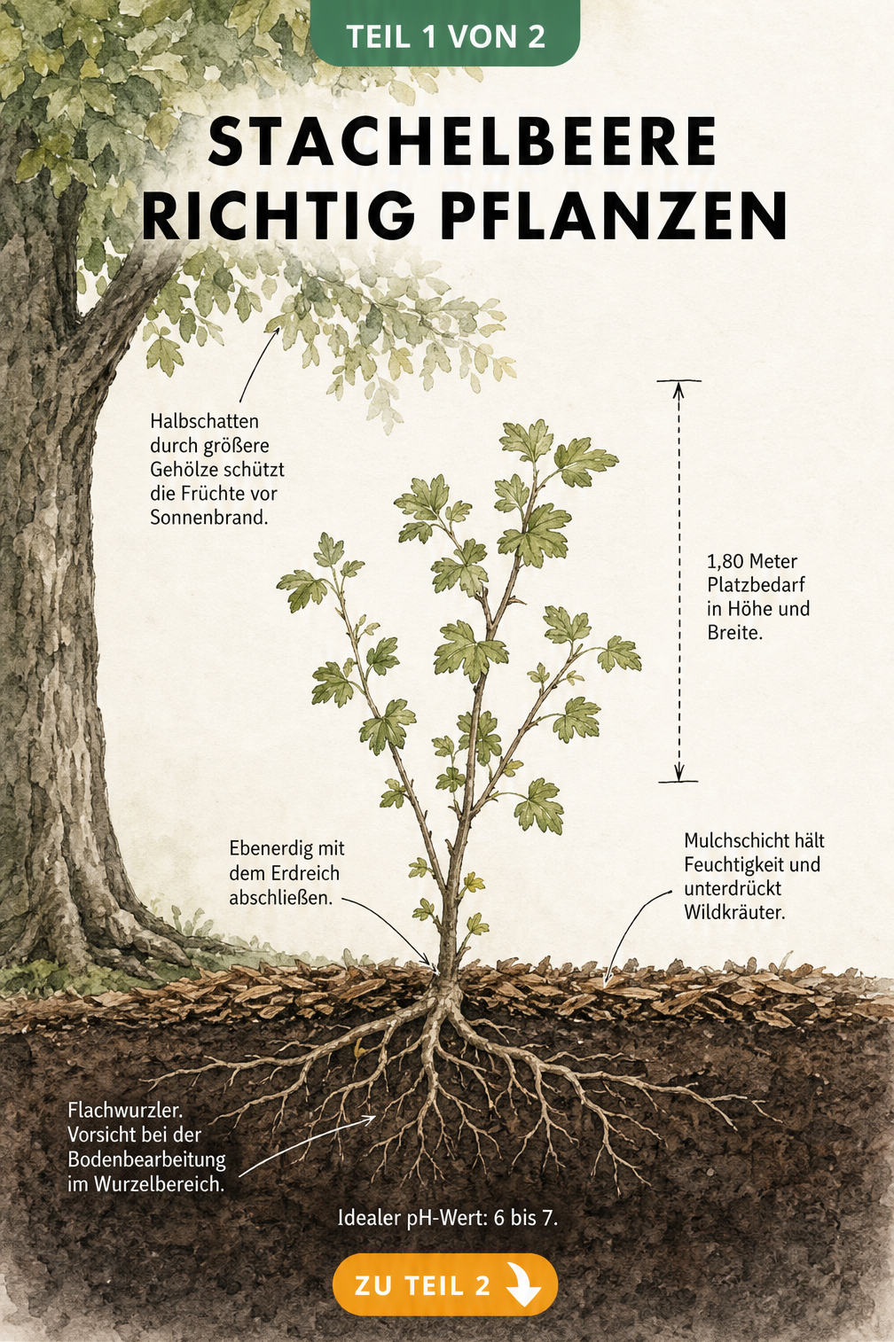 Botanische Illustration eines Stachelbeerstrauchs mit Wurzelbereich, Platzbedarf und Mulchschicht