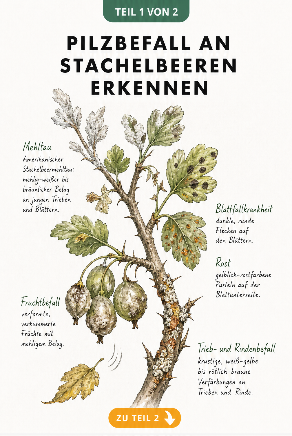 Botanische Illustration eines Stachelbeerzweigs mit Symptomen von Mehltau, Blattfallkrankheit und Rost