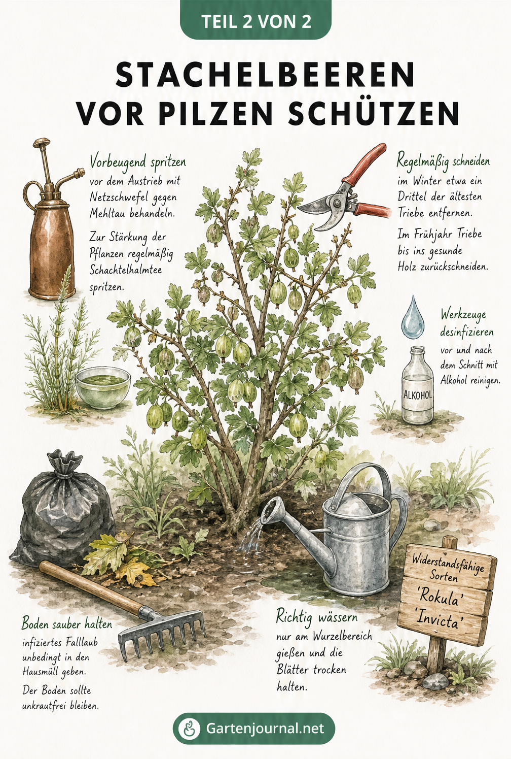 Illustration eines Stachelbeerstrauchs mit Tipps zu Schnitt, Hygiene und Pflanzenstärkung