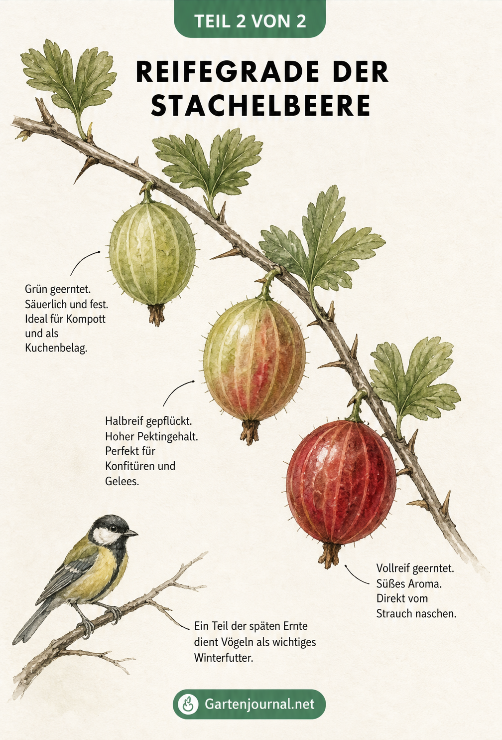 Illustration eines Stachelbeerzweigs mit drei Beeren in verschiedenen Reifegraden von grün bis tiefrot