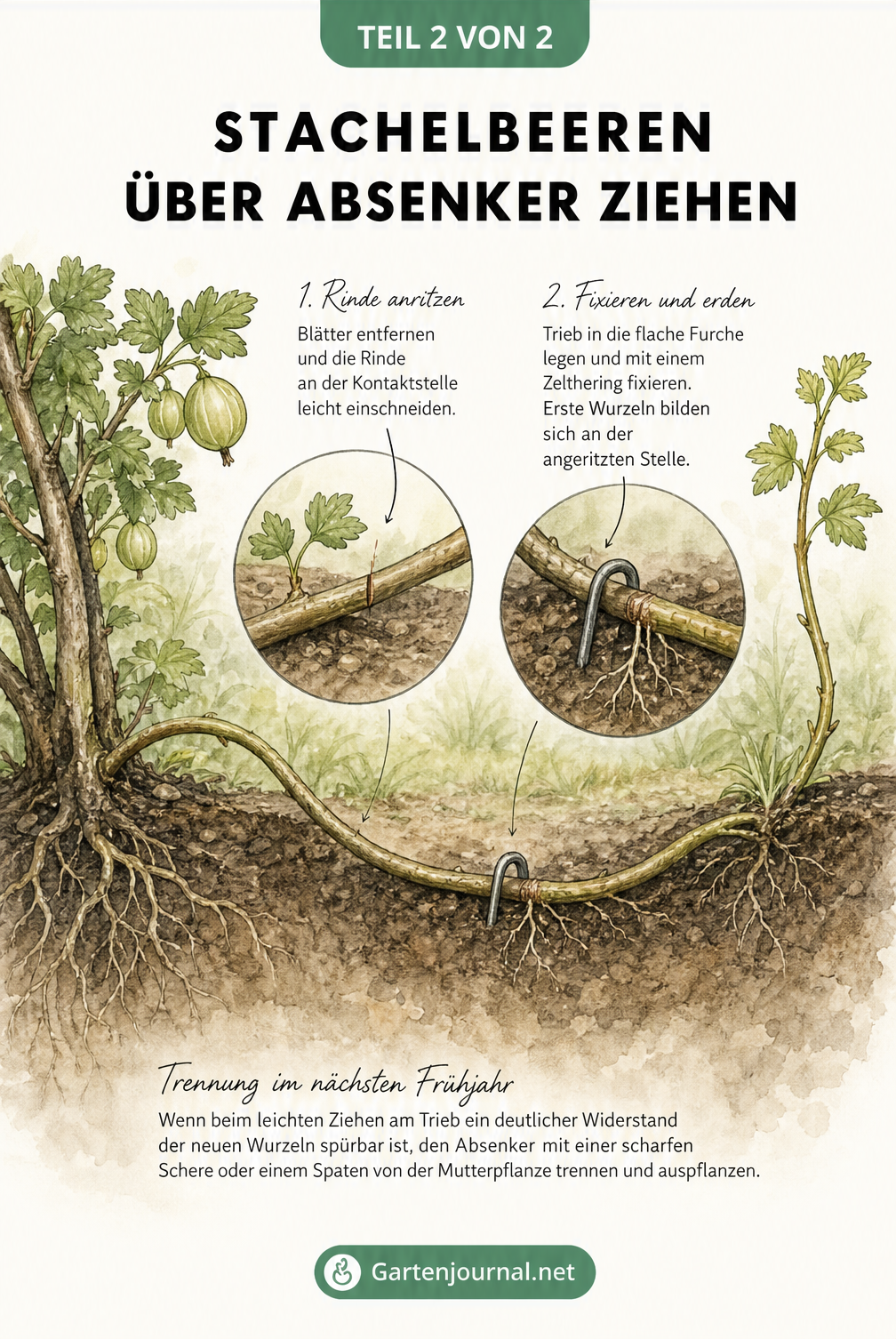 Querschnitt durch den Gartenboden zeigt einen Stachelbeer-Absenker, der mit einem Zelthering fixiert ist und erste Wurzeln bildet.