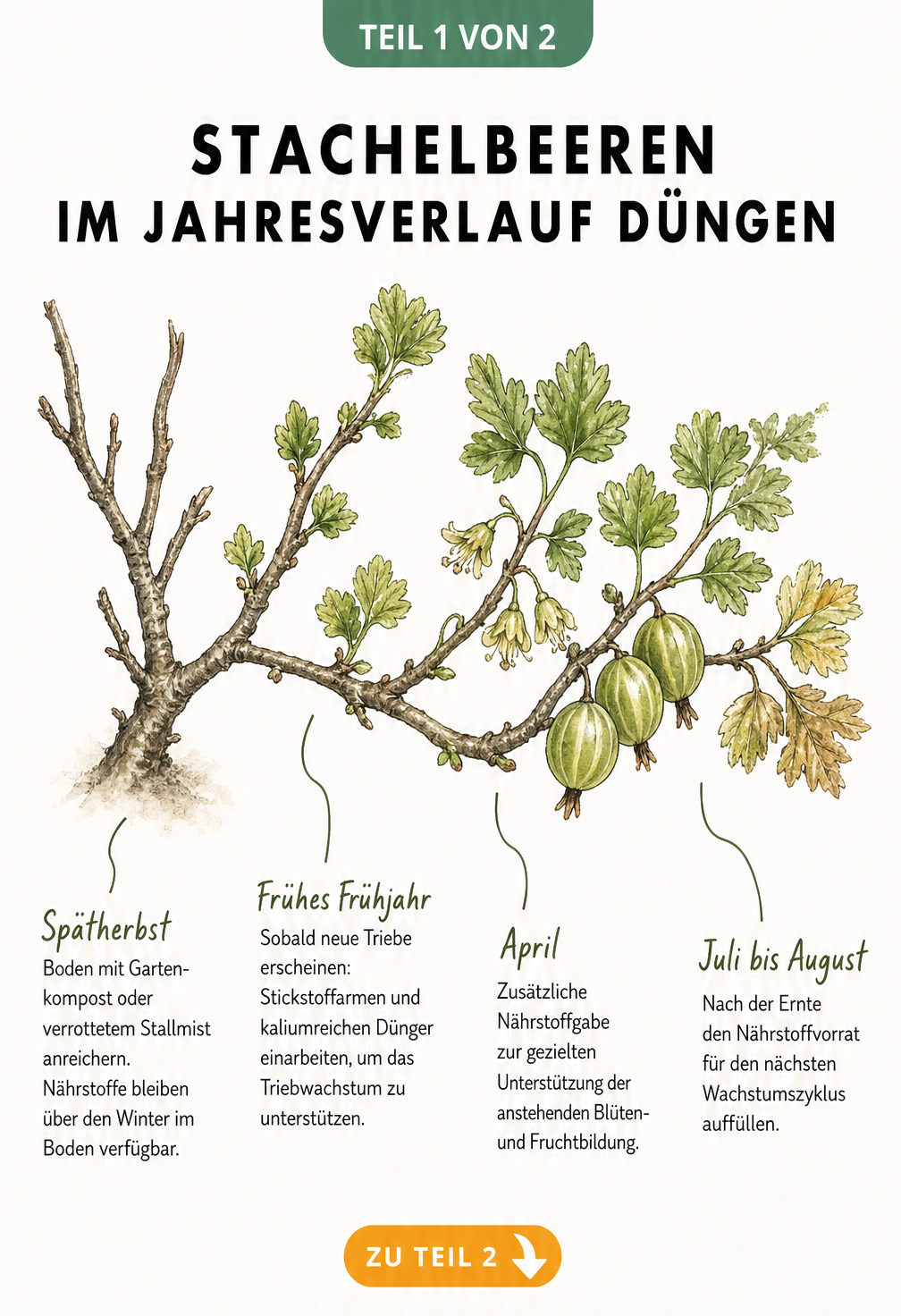 Illustration eines Stachelbeerzweigs im Jahresverlauf mit den vier wichtigsten Dünge-Phasen von Spätherbst bis Sommer