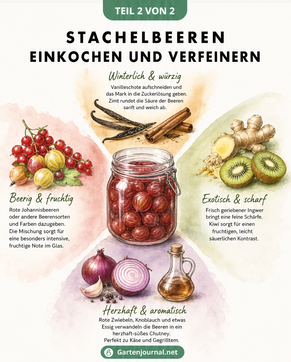 Illustration verschiedener Zutaten zum Verfeinern von eingekochten Stachelbeeren wie Vanille, Ingwer, Kiwi und Zwiebeln