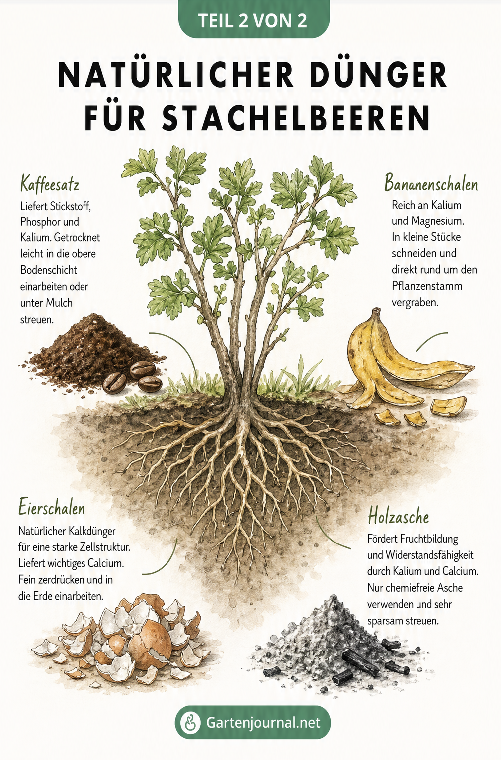 Zeichnung eines Stachelbeerstrauchs mit Wurzelwerk und vier natürlichen Hausmitteln zum Düngen: Kaffeesatz, Bananenschalen, Eierschalen und Holzasche