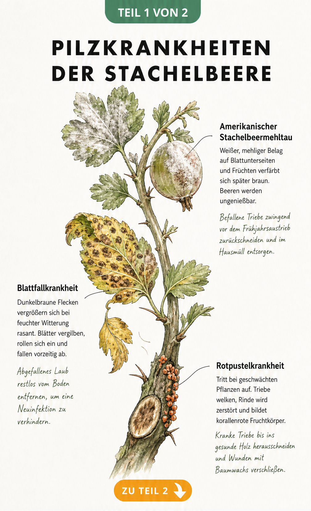 Illustration von Stachelbeerzweigen mit Symptomen von Amerikanischem Stachelbeermehltau, Blattfallkrankheit und Rotpustelkrankheit
