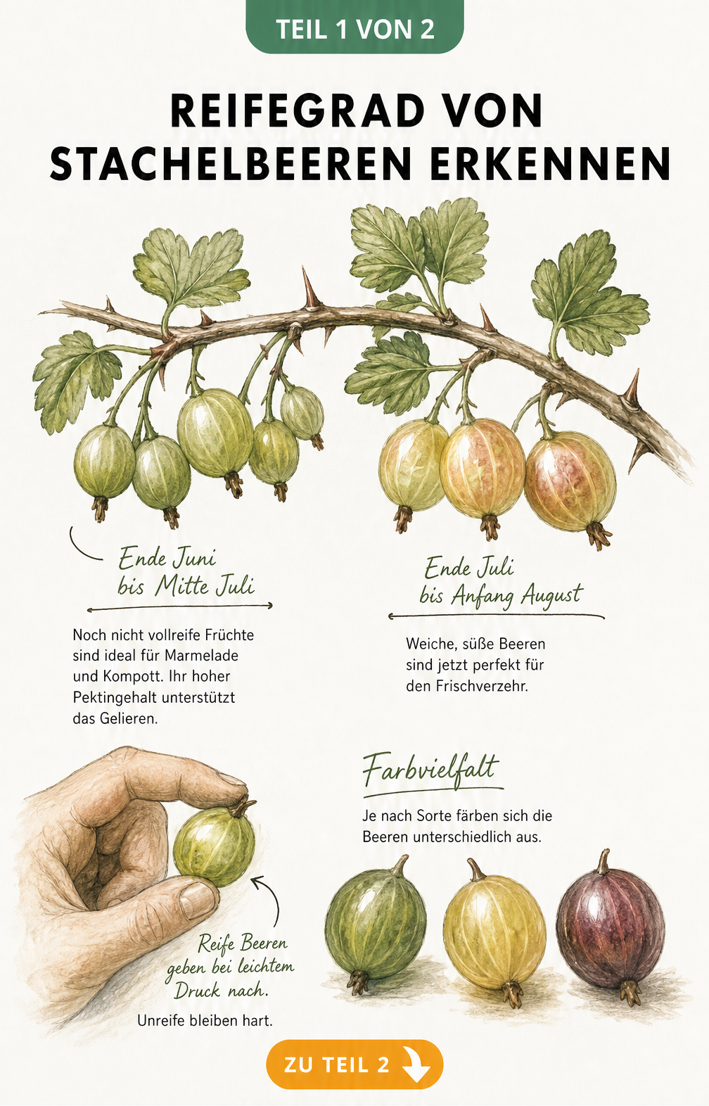 Botanische Illustration eines Stachelbeerzweigs, der den Reifegrad von Ende Juni bis August zeigt, mit Farbreferenz für reife Beeren.