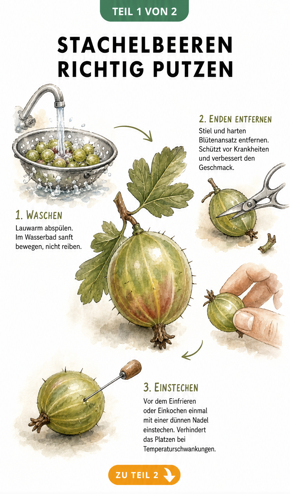 Illustration einer Stachelbeere mit Arbeitsschritten zum Putzen: Waschen im Sieb, Stiel und Blütenansatz mit Schere entfernen und Einstechen mit einer Nadel.