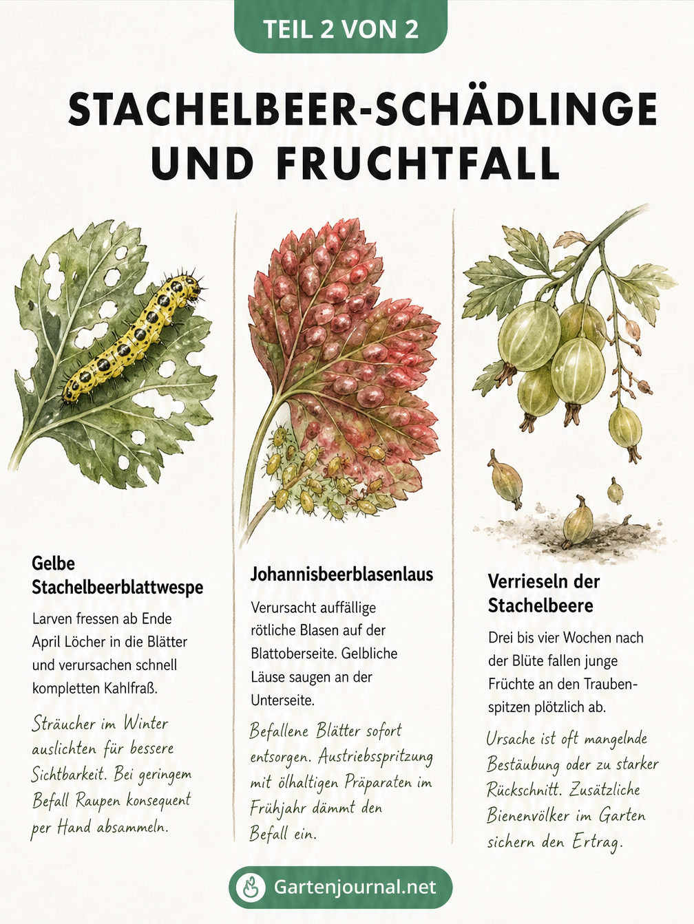 Illustration von Stachelbeer-Schädlingen wie der Gelben Stachelbeerblattwespe, Johannisbeerblasenlaus und Fruchtfall