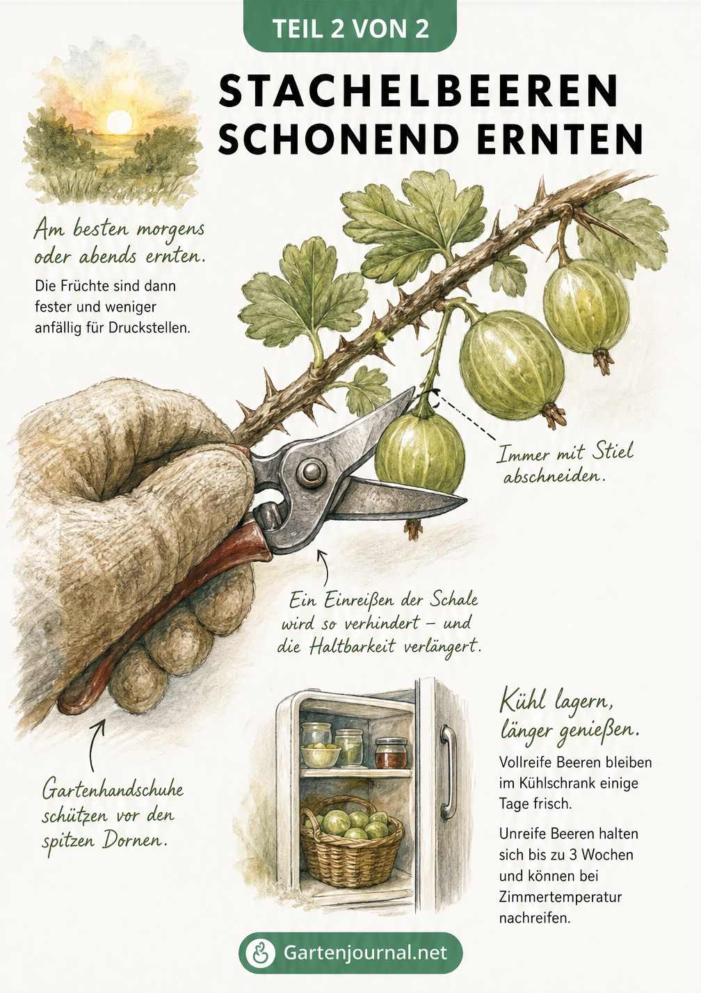 Illustration einer Hand mit Gartenhandschuh, die eine Stachelbeere mit Stiel abschneidet, ergänzt durch Tipps zu Erntezeit und Lagerung.