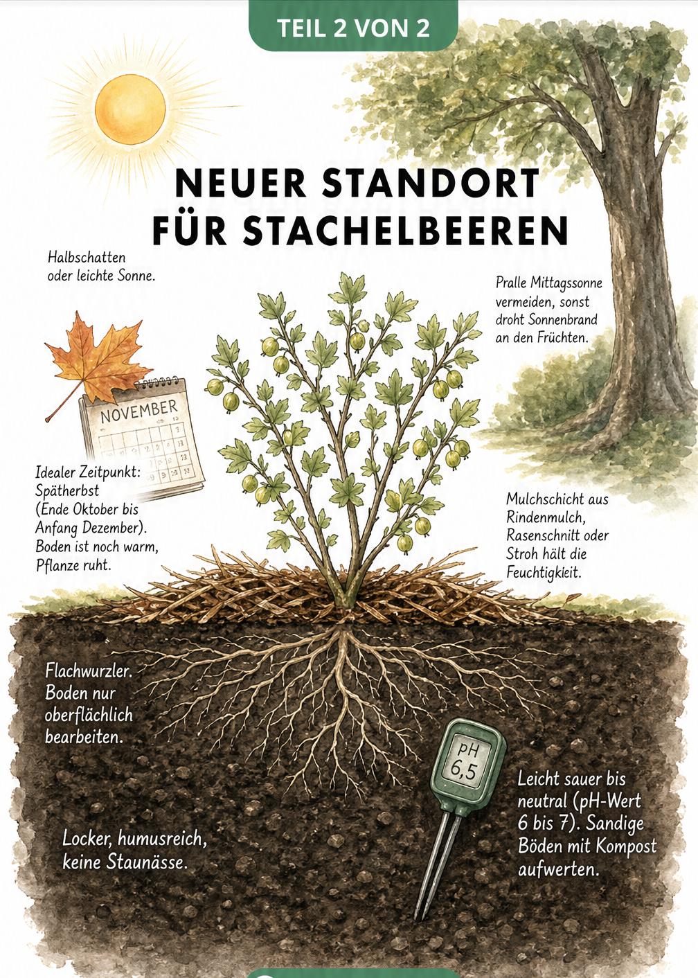 Querschnitt eines Stachelbeerstrauchs am idealen Standort mit Sonne, Schatten und Bodenstruktur