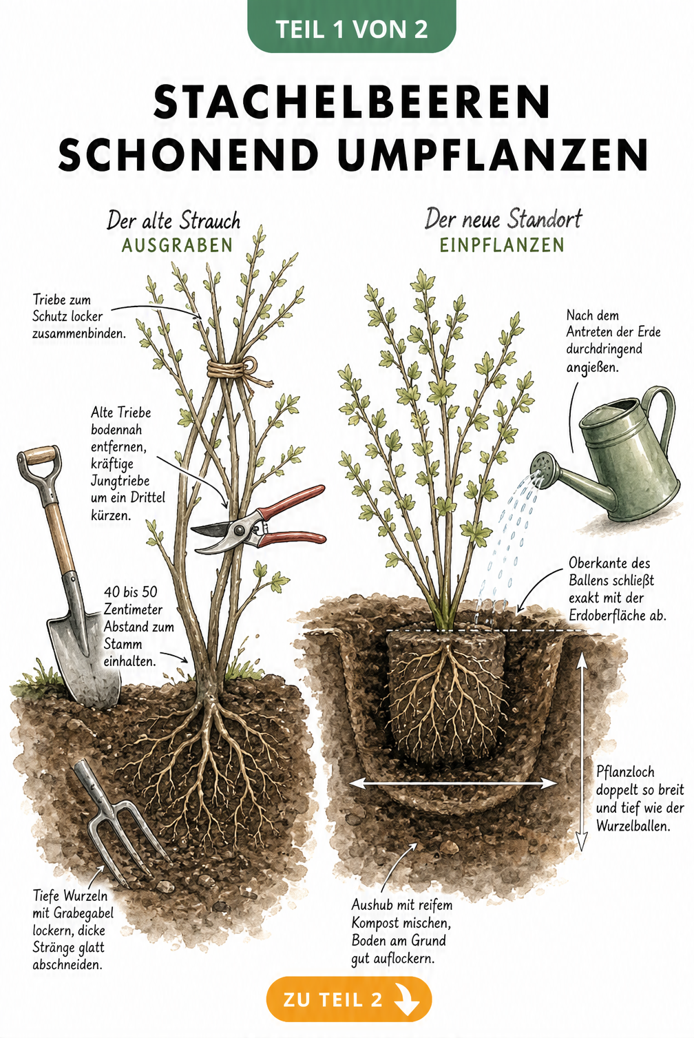 Illustration eines Stachelbeerstrauchs beim Ausgraben und Einsetzen in ein neues Pflanzloch