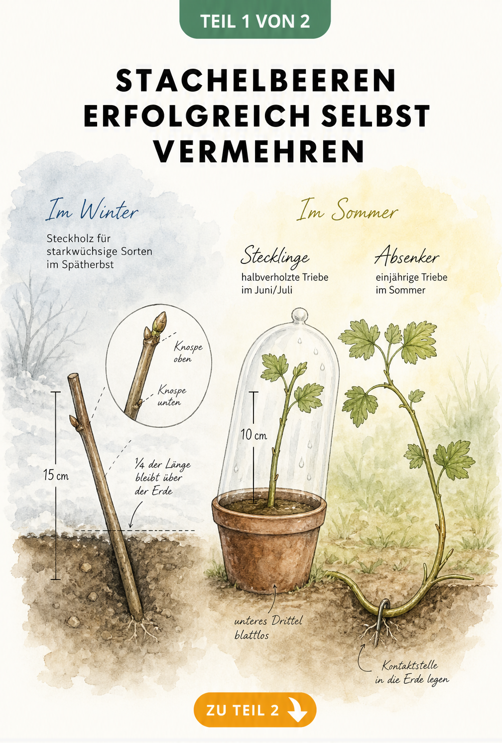 Illustration der drei Vermehrungsmethoden für Stachelbeeren: Steckholz im Winter sowie Stecklinge und Absenker im Sommer.