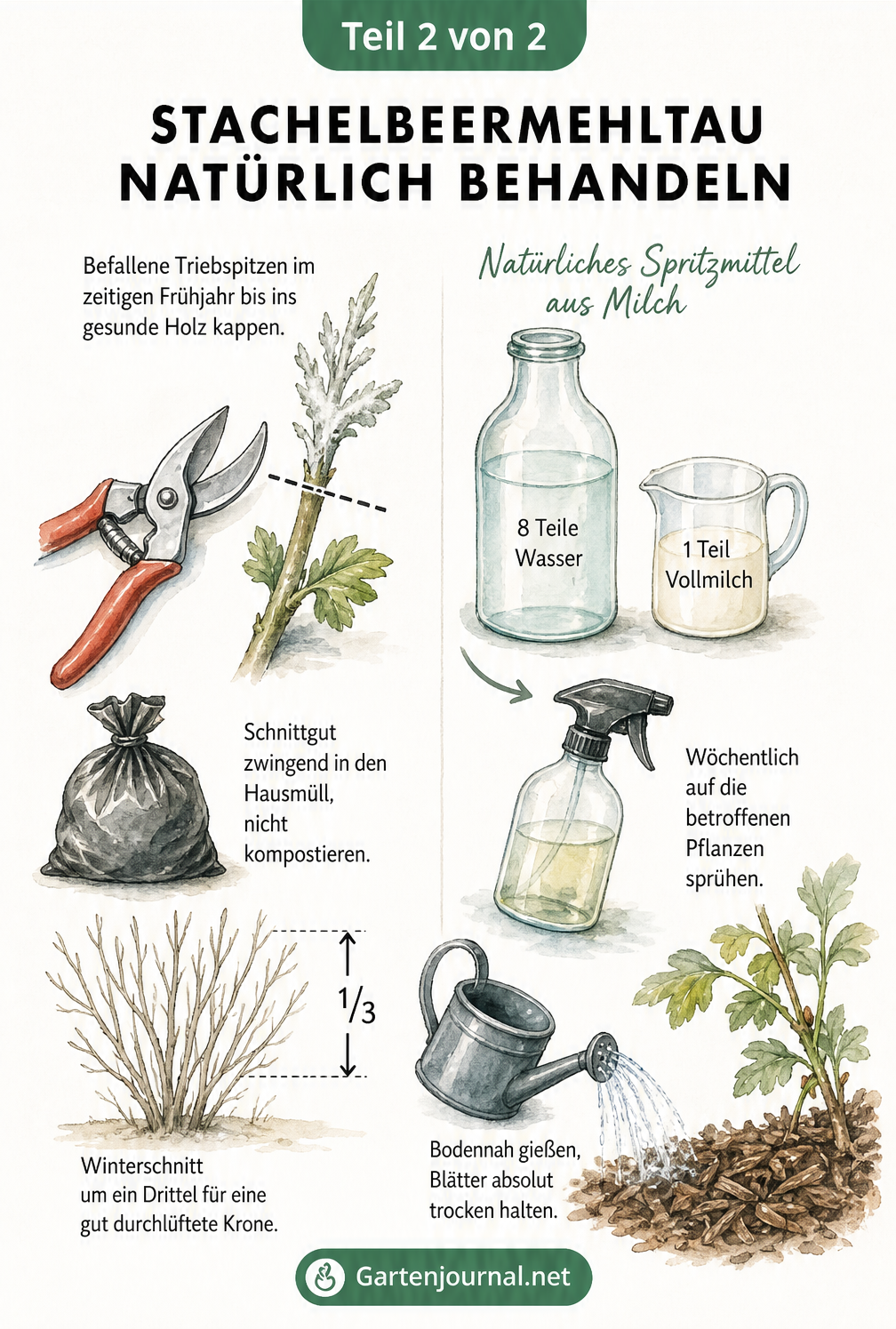Illustration zur Behandlung von Stachelbeermehltau mit Gartenschere, Hausmitteln und Gießkanne