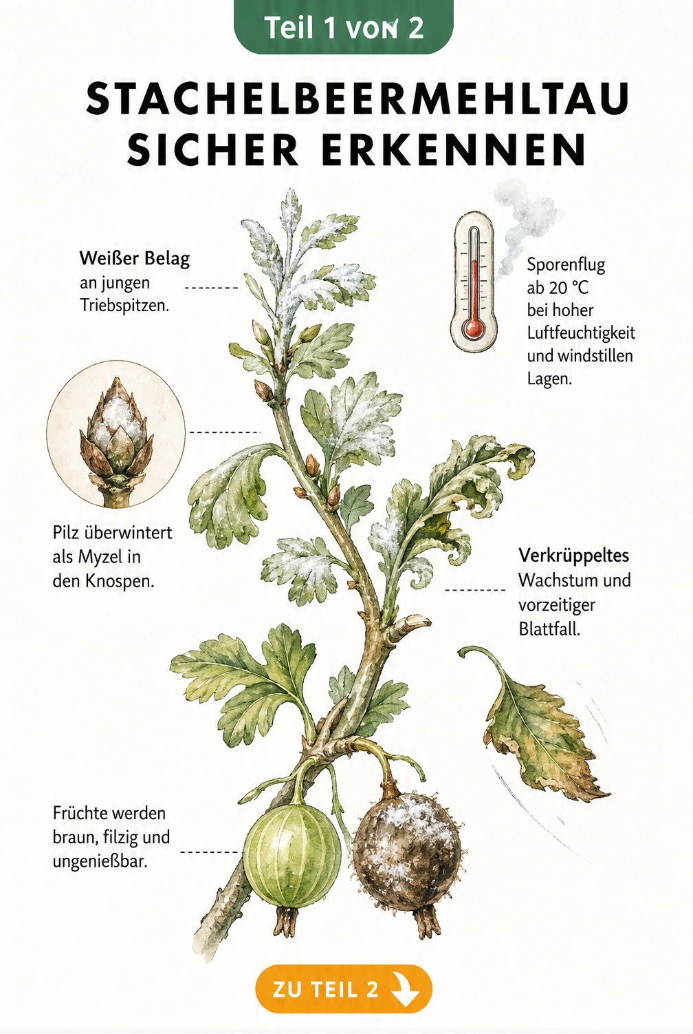 Botanische Zeichnung eines Stachelbeerzweigs mit Mehltaubefall an Triebspitzen, Blättern und Früchten