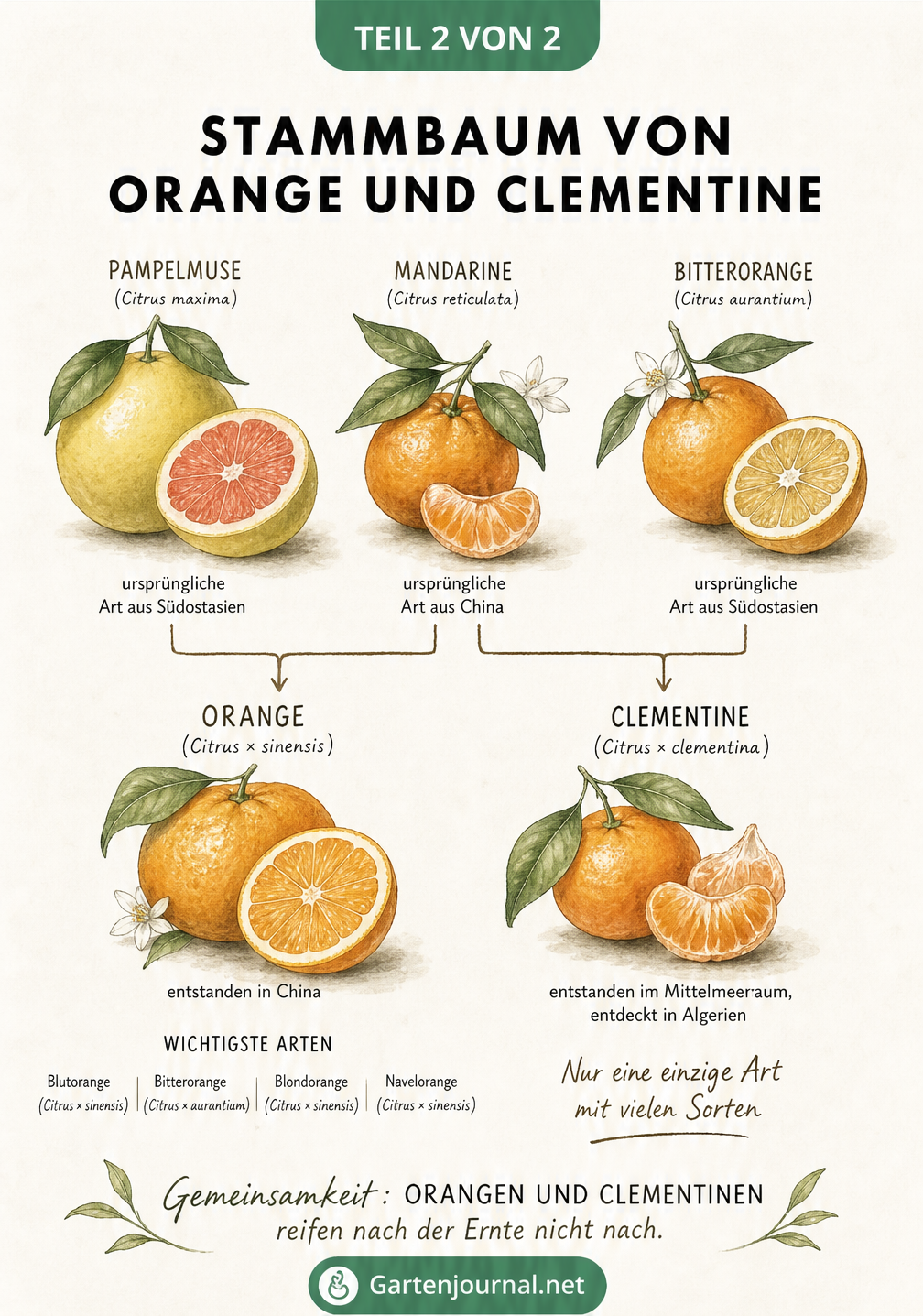 Botanischer Stammbaum von Orange und Clementine mit Ursprungsfrüchten Pampelmuse, Mandarine und Bitterorange