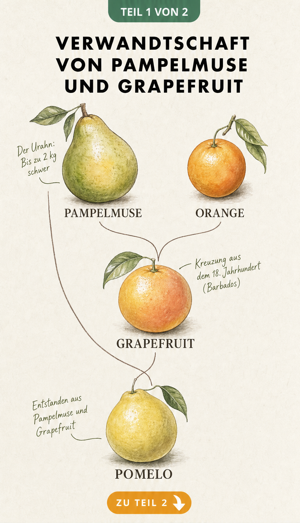 Botanische Illustration des Stammbaums von Pampelmuse, Orange, Grapefruit und Pomelo
