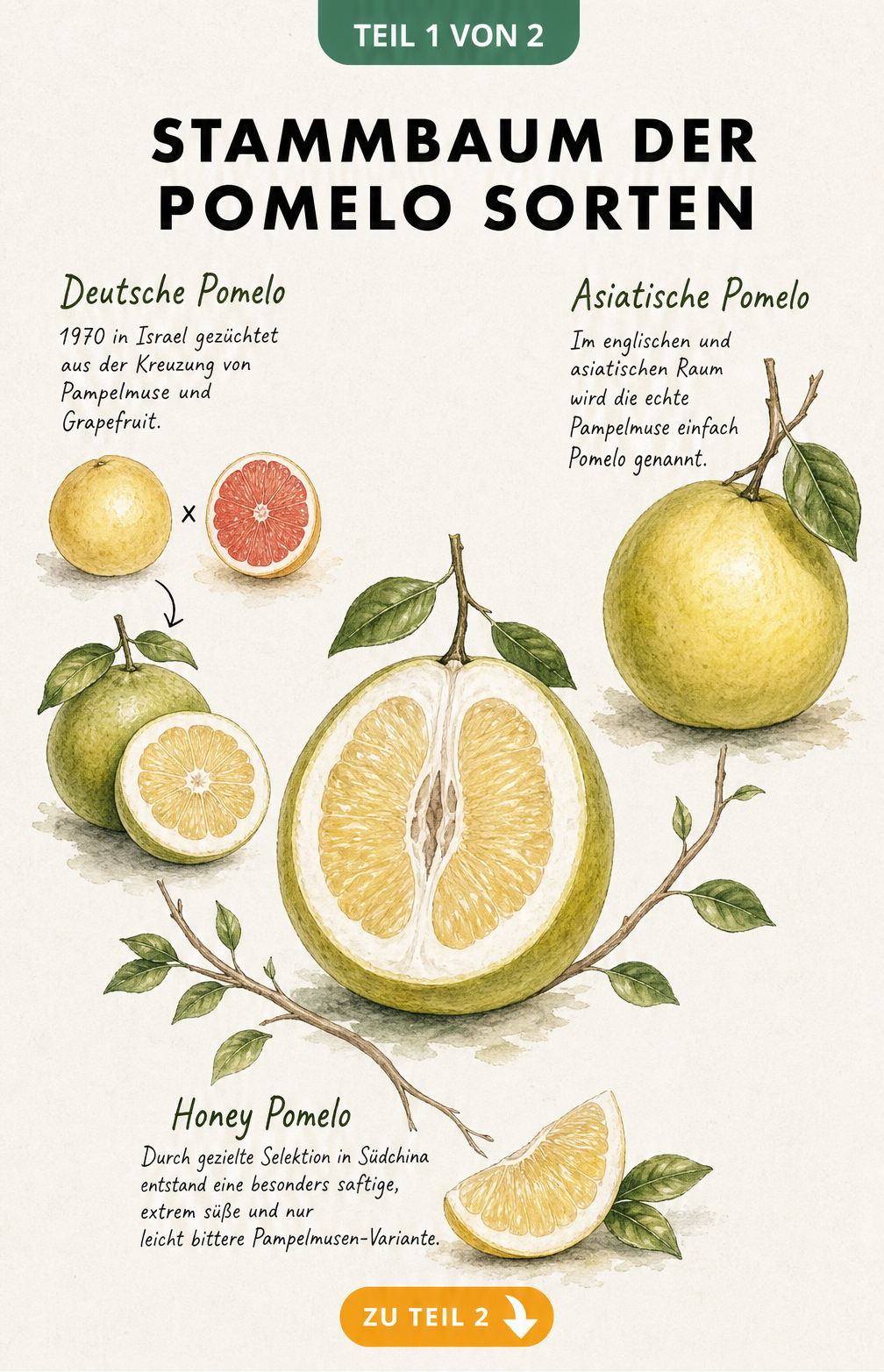 Stammbaum der Pomelo Sorten mit Kreuzungswegen von Pampelmuse und Grapefruit
