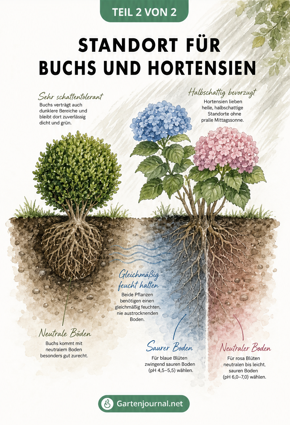 Botanische Querschnittszeichnung der Wurzelballen von Buchsbaum und Hortensie mit Darstellung der Bodenansprüche und Feuchtigkeit
