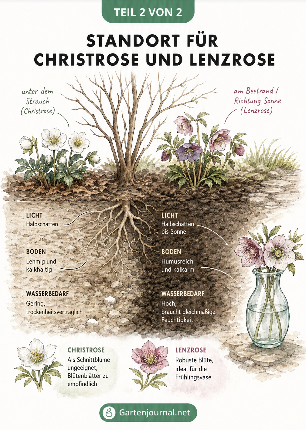 Querschnitt eines Gartenbeets mit Standortbedingungen für Christrosen und Lenzrosen