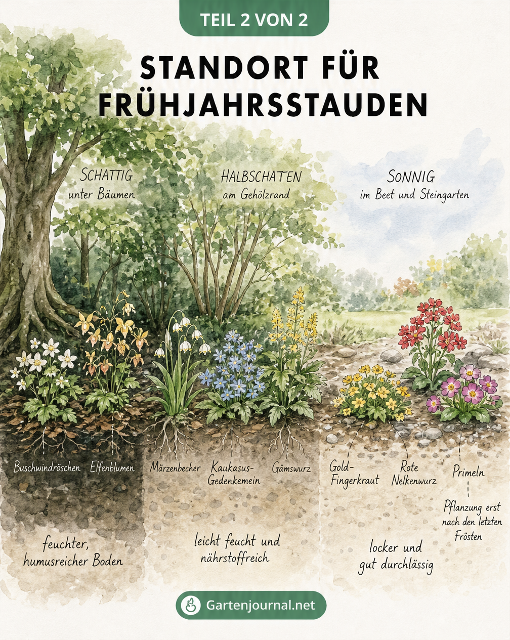 Handillustrierter Gartenquerschnitt, der die idealen Standorte für Frühjahrsstauden in Schatten, Halbschatten und Sonne zeigt.