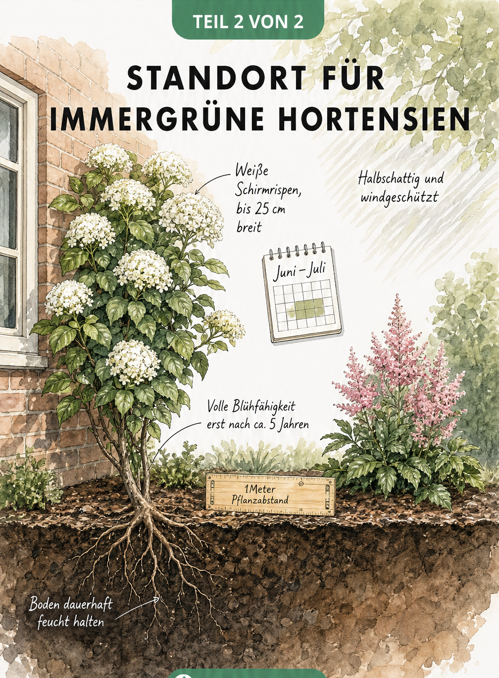 Querschnitt-Zeichnung eines Gartens mit einer Kletterhortensie an einer Backsteinwand, die den idealen halbschattigen Standort, Pflanzabstand und...