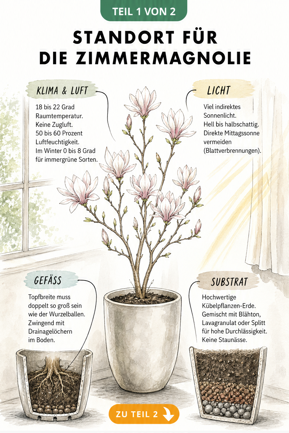 Illustration einer Sternmagnolie im Pflanzkübel mit Hinweisen zu Standort, Licht, Temperatur und Substrat für die Zimmerhaltung