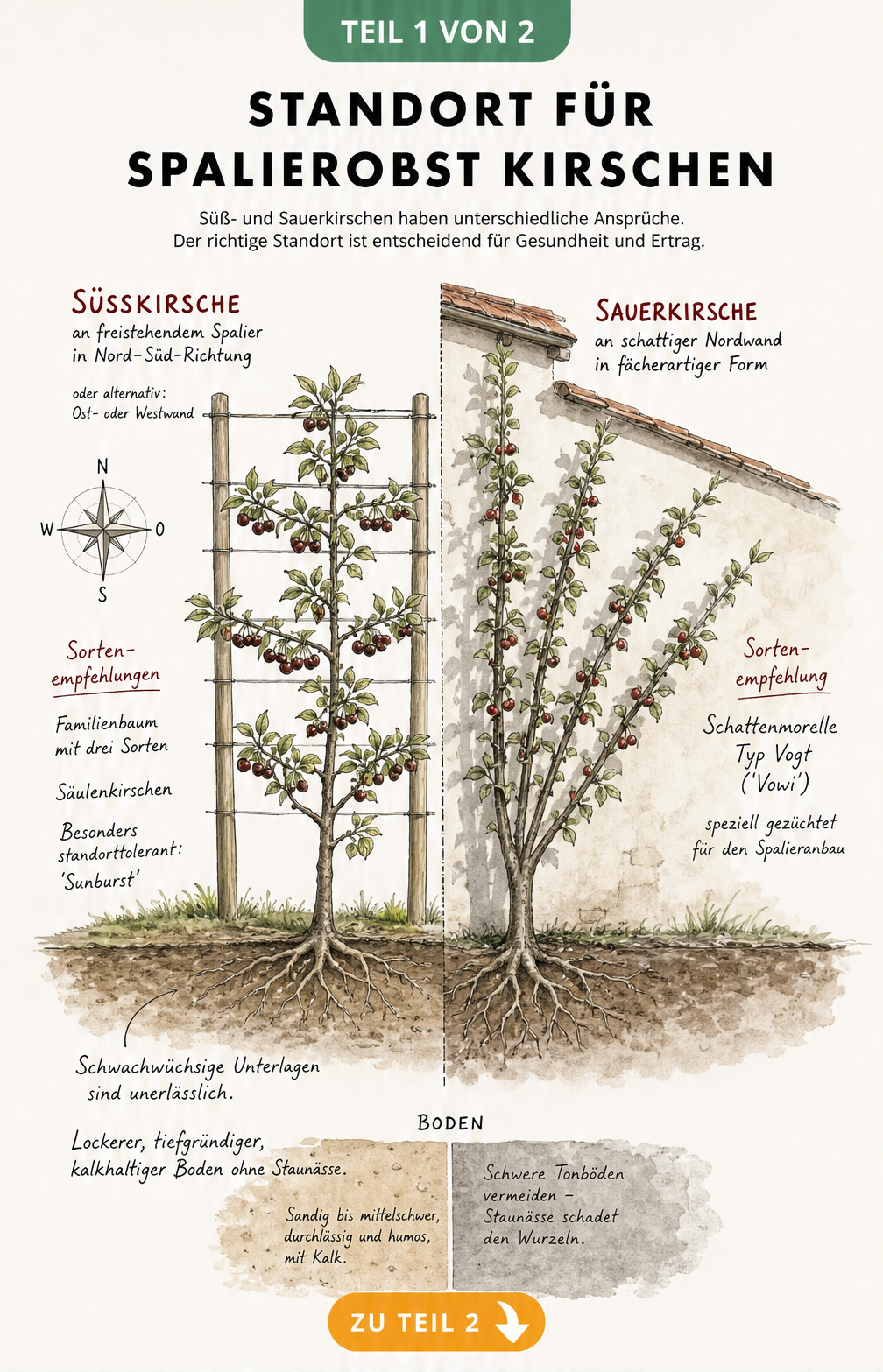 Skizze eines Hauses mit Süßkirsche und Sauerkirsche am Spalier, die unterschiedliche Standortansprüche und Bodenbedingungen zeigt