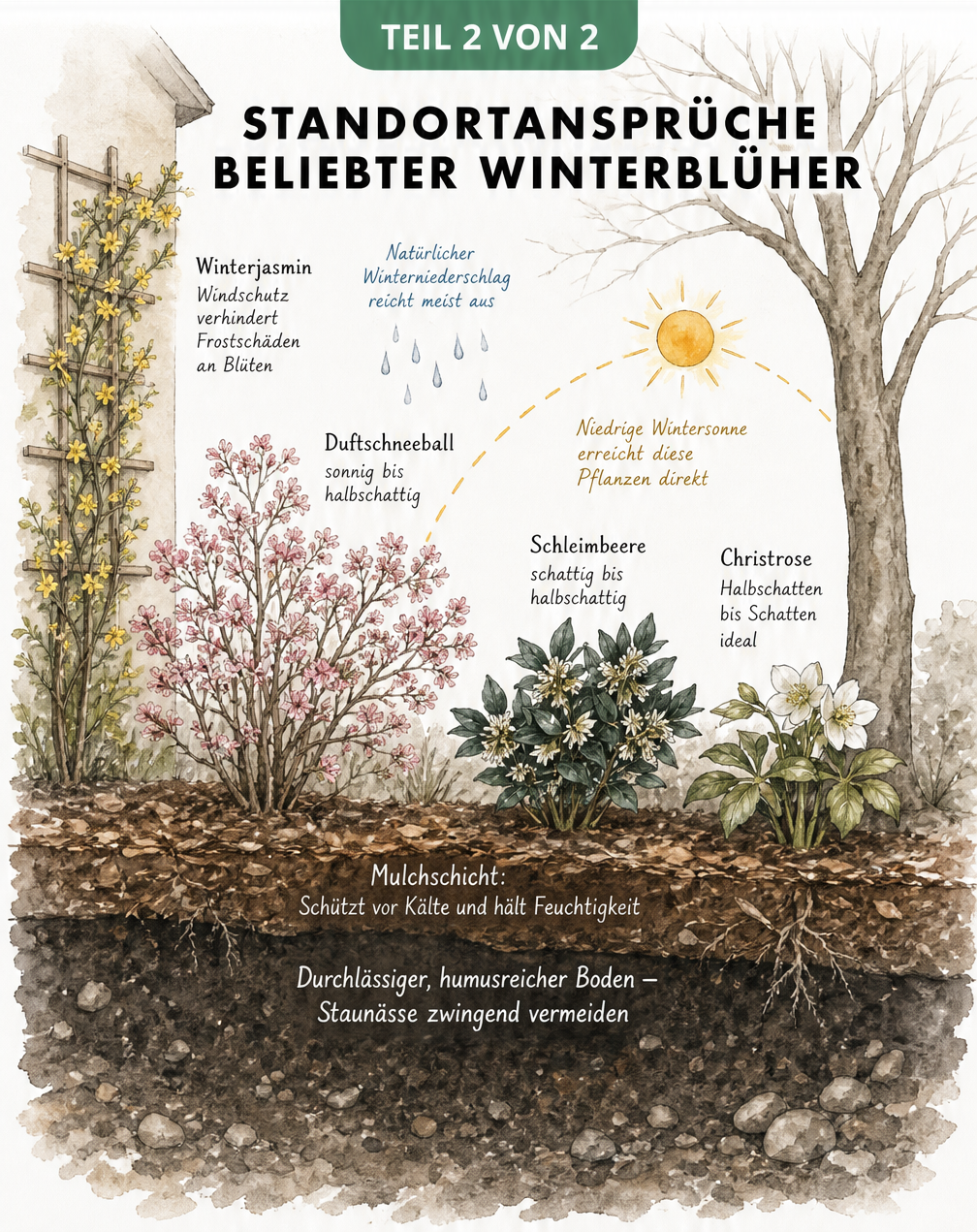 Querschnitt durch ein winterliches Gartenbeet mit Duftschneeball in der Sonne, Winterjasmin am Spalier und Schleimbeere im Schatten
