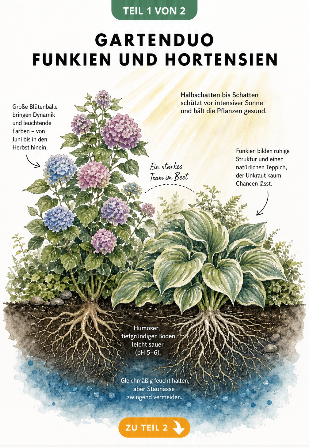 Botanische Querschnitt-Illustration eines Gartenbeets mit Hortensie und Funkie, die Lichtverhältnisse und Bodenbeschaffenheit zeigt.