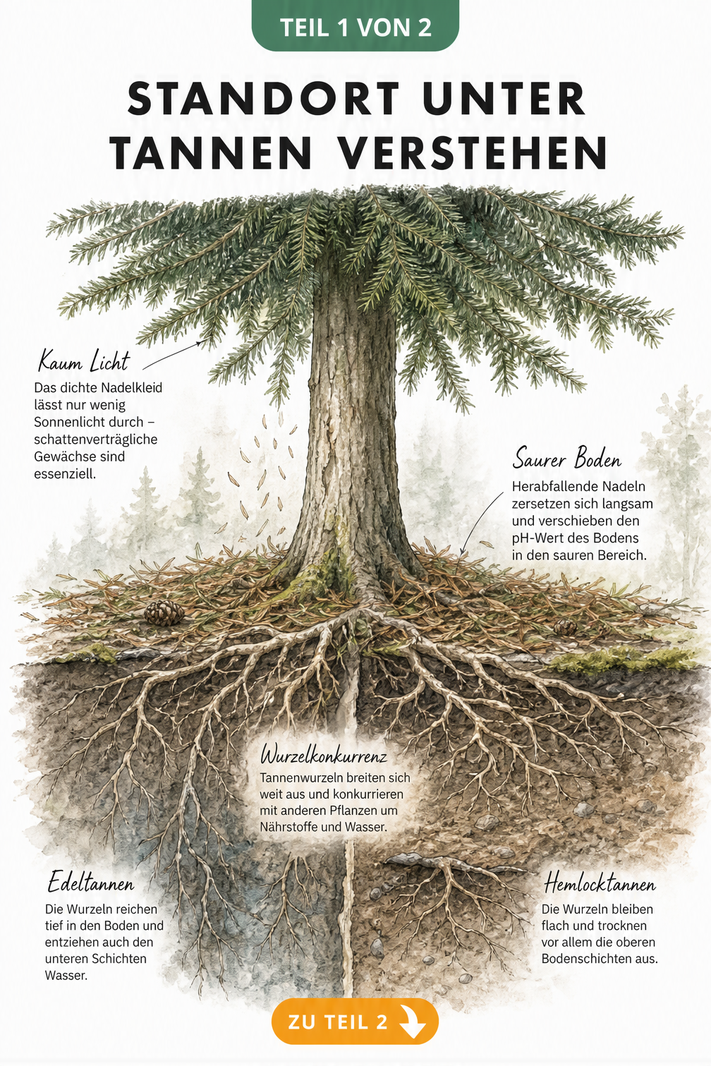 Botanischer Querschnitt einer Tanne, der die Herausforderungen wie Lichtmangel, sauren Boden und Wurzelkonkurrenz zeigt.