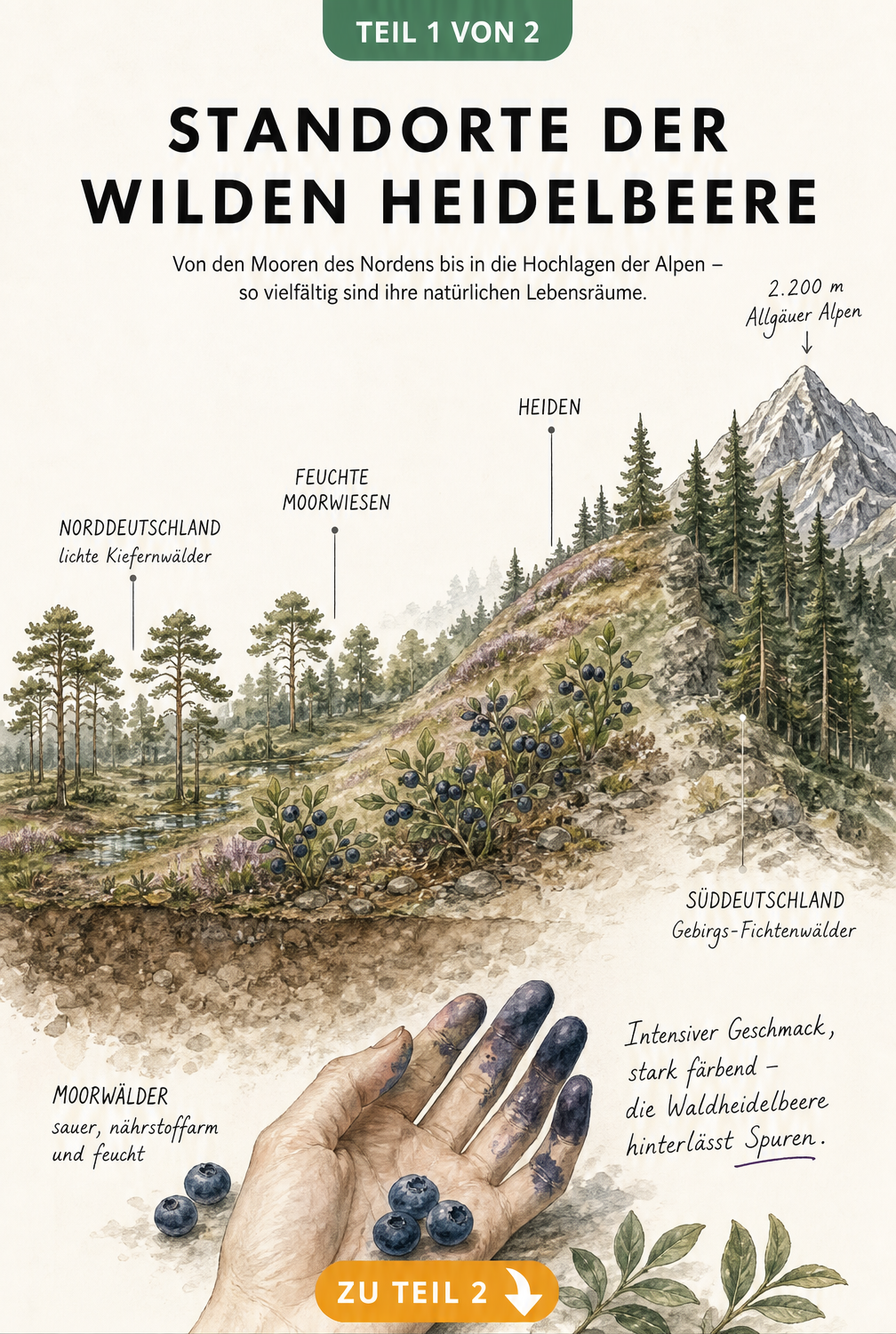 Illustration eines Landschaftsquerschnitts von Norddeutschland bis zu den Alpen, der die Standorte der wilden Heidelbeere in Moorwäldern, Heiden und...