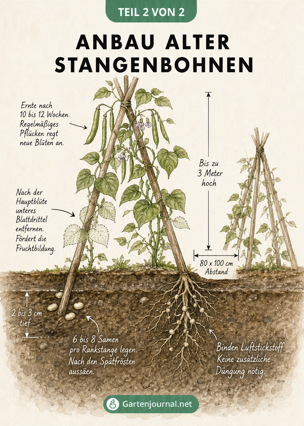 Querschnitt-Skizze eines Gartenbeets mit Bohnenzelt, Maßangaben zu Saattiefe, Pflanzabstand und Wuchshöhe von Stangenbohnen