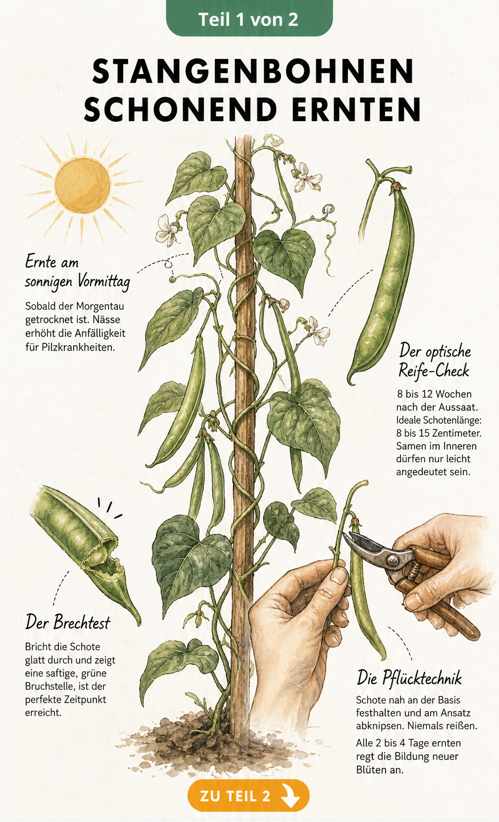 Botanische Illustration einer Stangenbohnenpflanze mit Hinweisen zum Erntezeitpunkt, Brechtest und zur Pflücktechnik.