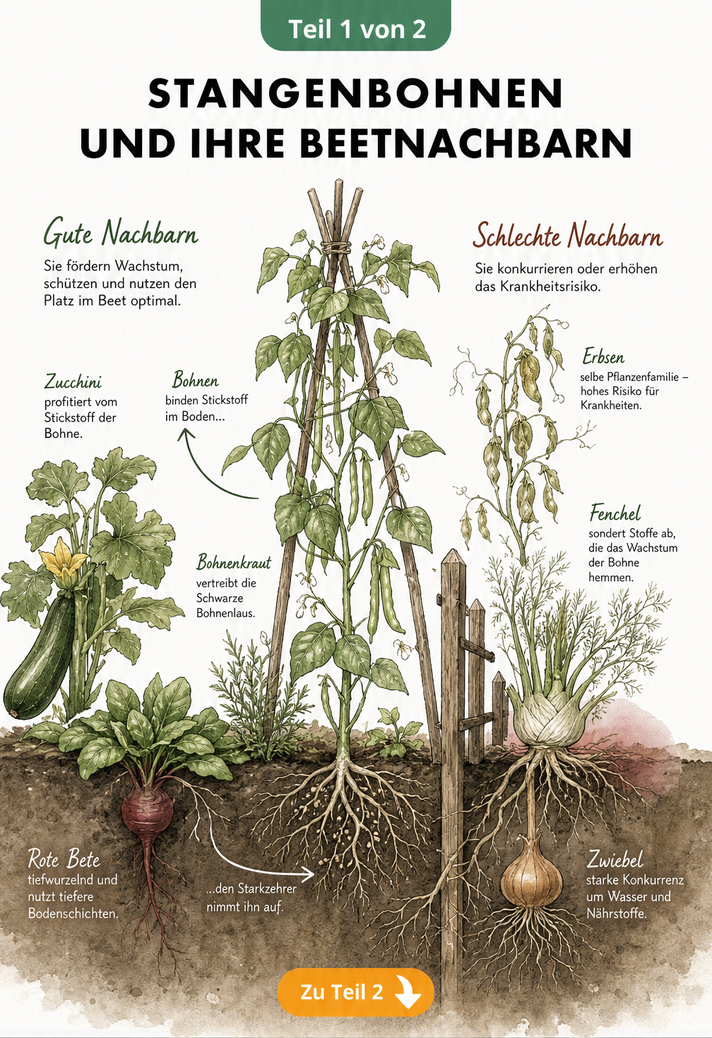 Illustration eines Gartenbeetes mit einer Stangenbohne und ihren guten sowie schlechten Pflanznachbarn