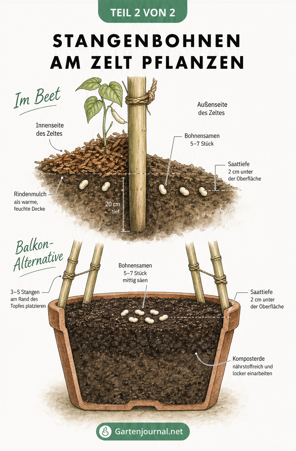 Querschnitt-Illustration zum Pflanzen von Stangenbohnen am Bohnenzelt und im Topf
