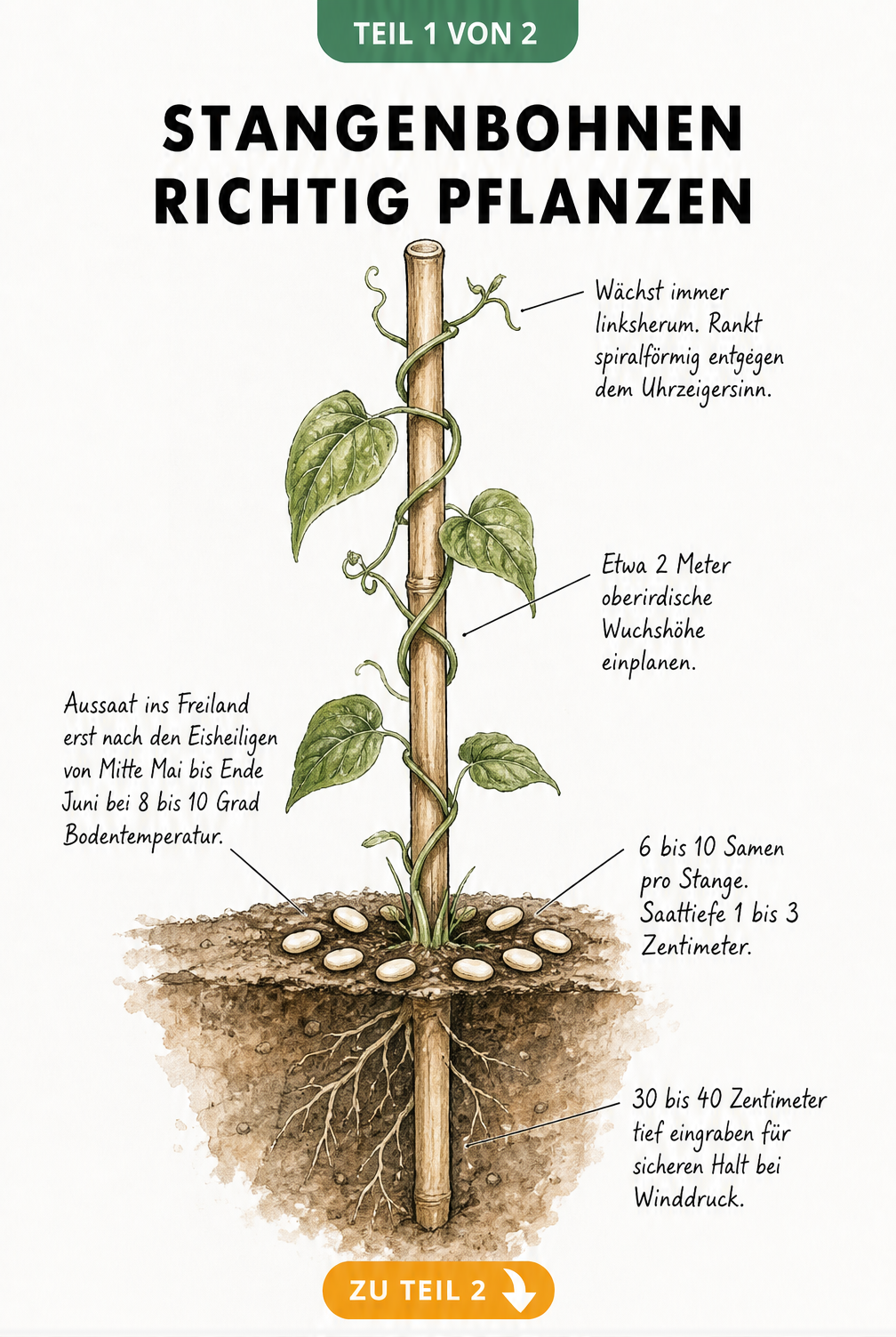 Botanische Illustration einer Stangenbohne, die sich an einem Bambusstab emporwindet, mit Hinweisen zu Wuchshöhe, Saattiefe und Aussaatzeitpunkt.