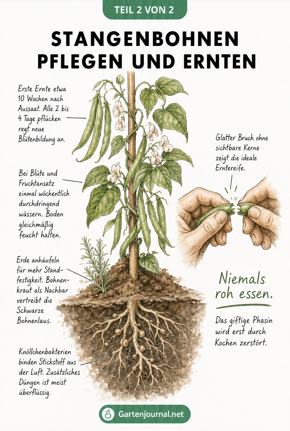 Illustration einer ausgewachsenen Stangenbohnenpflanze mit Wurzeln, Blüten und Schoten sowie Hinweisen zu Pflege, Gießen und Ernte.