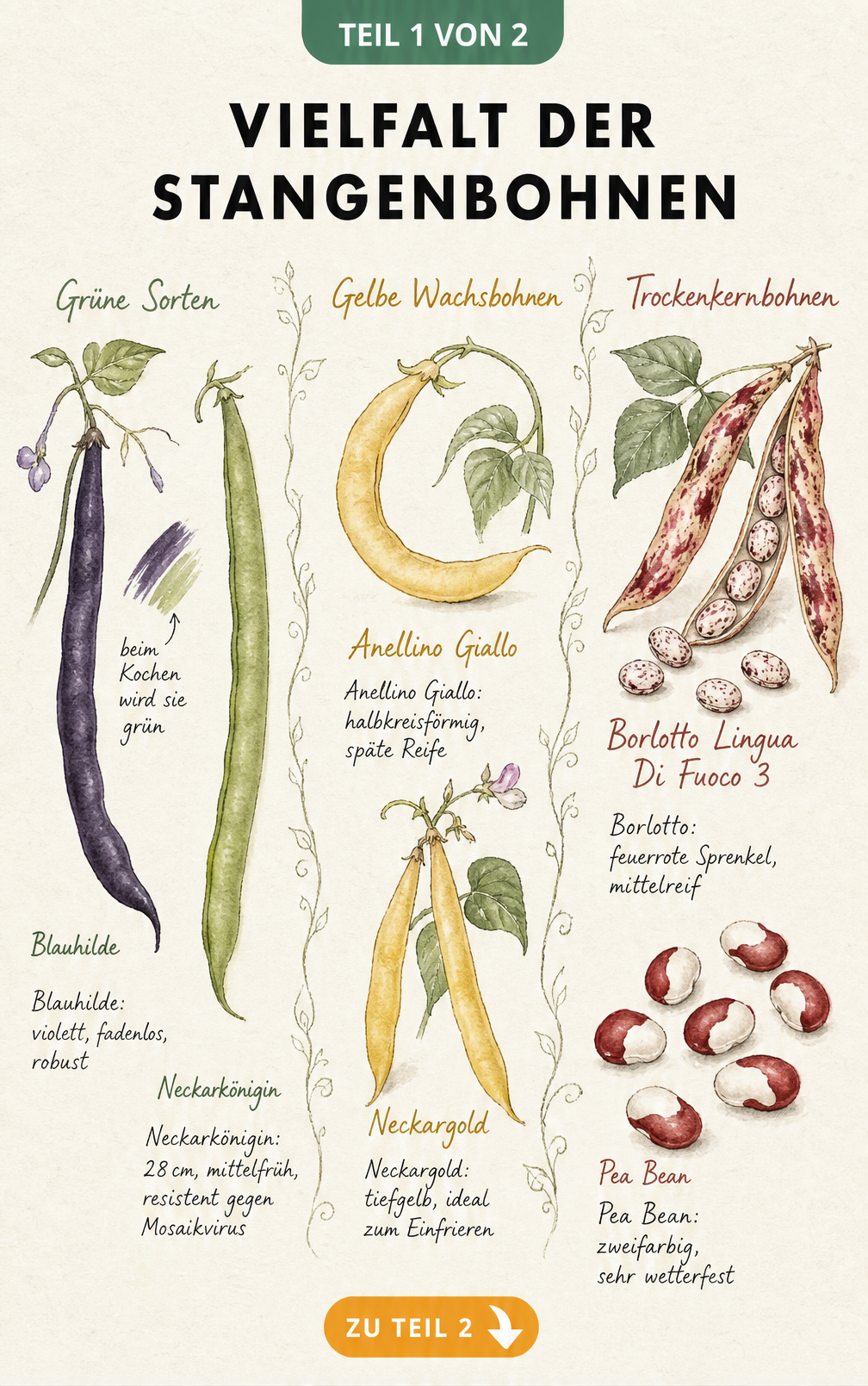 Botanische Illustration verschiedener Stangenbohnen-Sorten wie Blauhilde, Neckarkönigin, Anellino Giallo und Borlotto