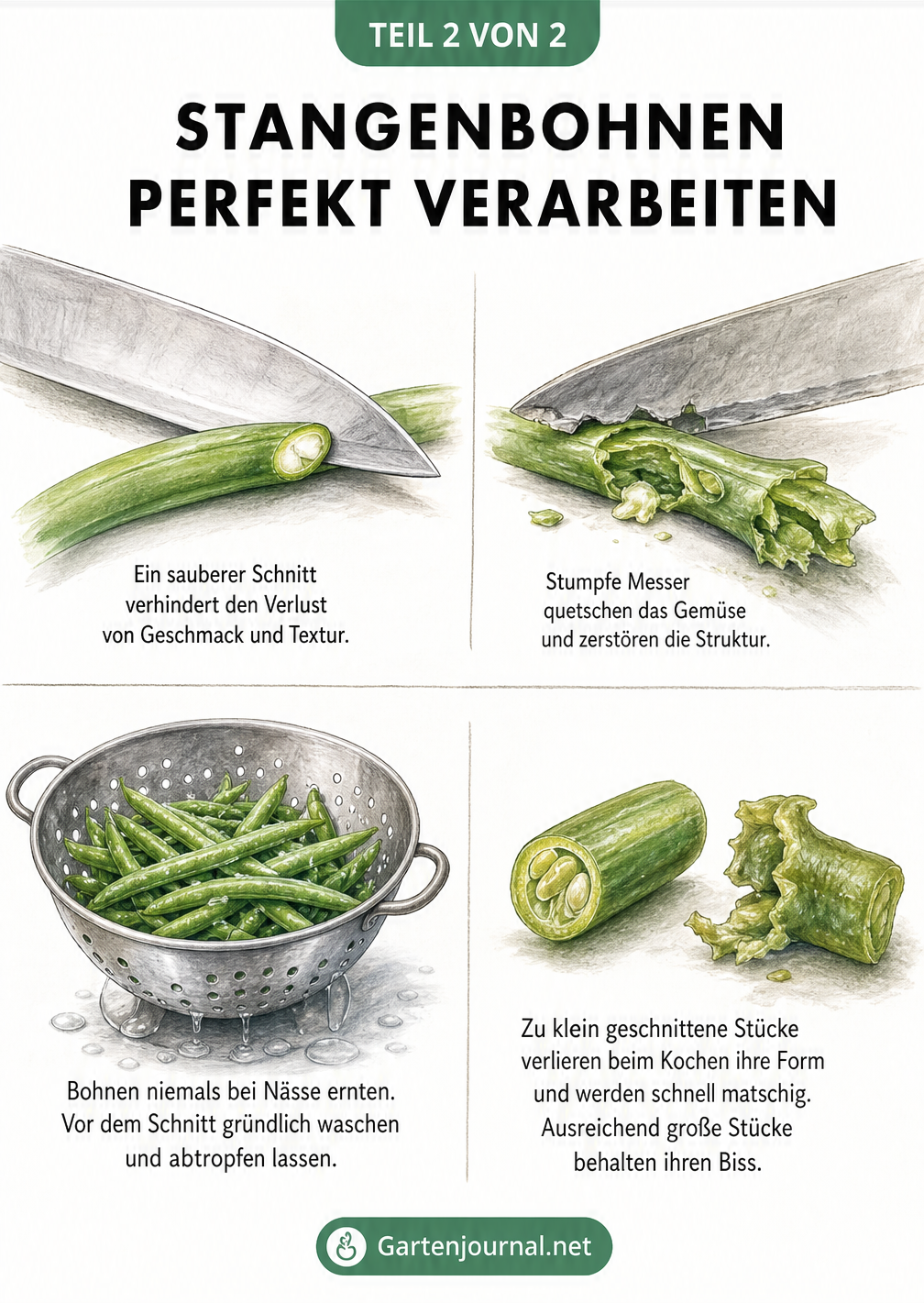 Zweigeteilte Illustration: Oben ein scharfes Messer, das eine Bohne glatt schneidet, im Kontrast zu einem stumpfen Messer. Unten gewaschene Bohnen im Sieb und...