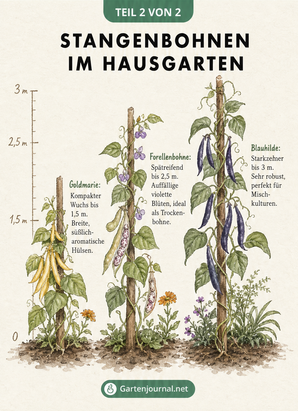 Aquarell-Illustration von Stangenbohnen-Sorten an Haselnuss-Stecken mit Wuchshöhen von Goldmarie, Forellenbohne und Blauhilde