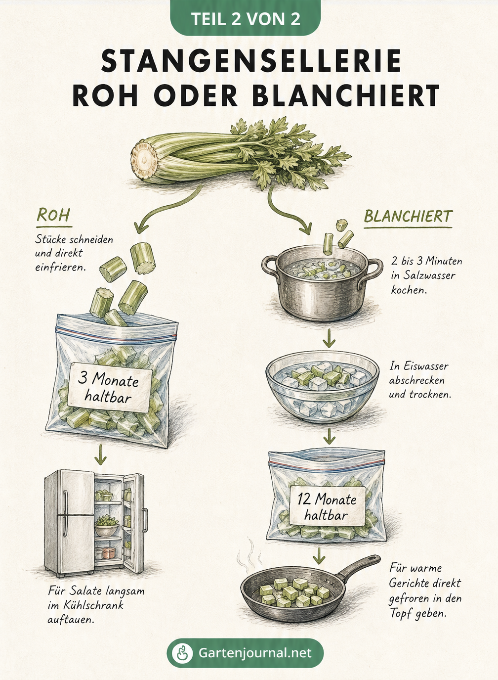 Illustration der zwei Methoden zum Einfrieren von Stangensellerie: roh für Salate oder blanchiert für warme Gerichte.