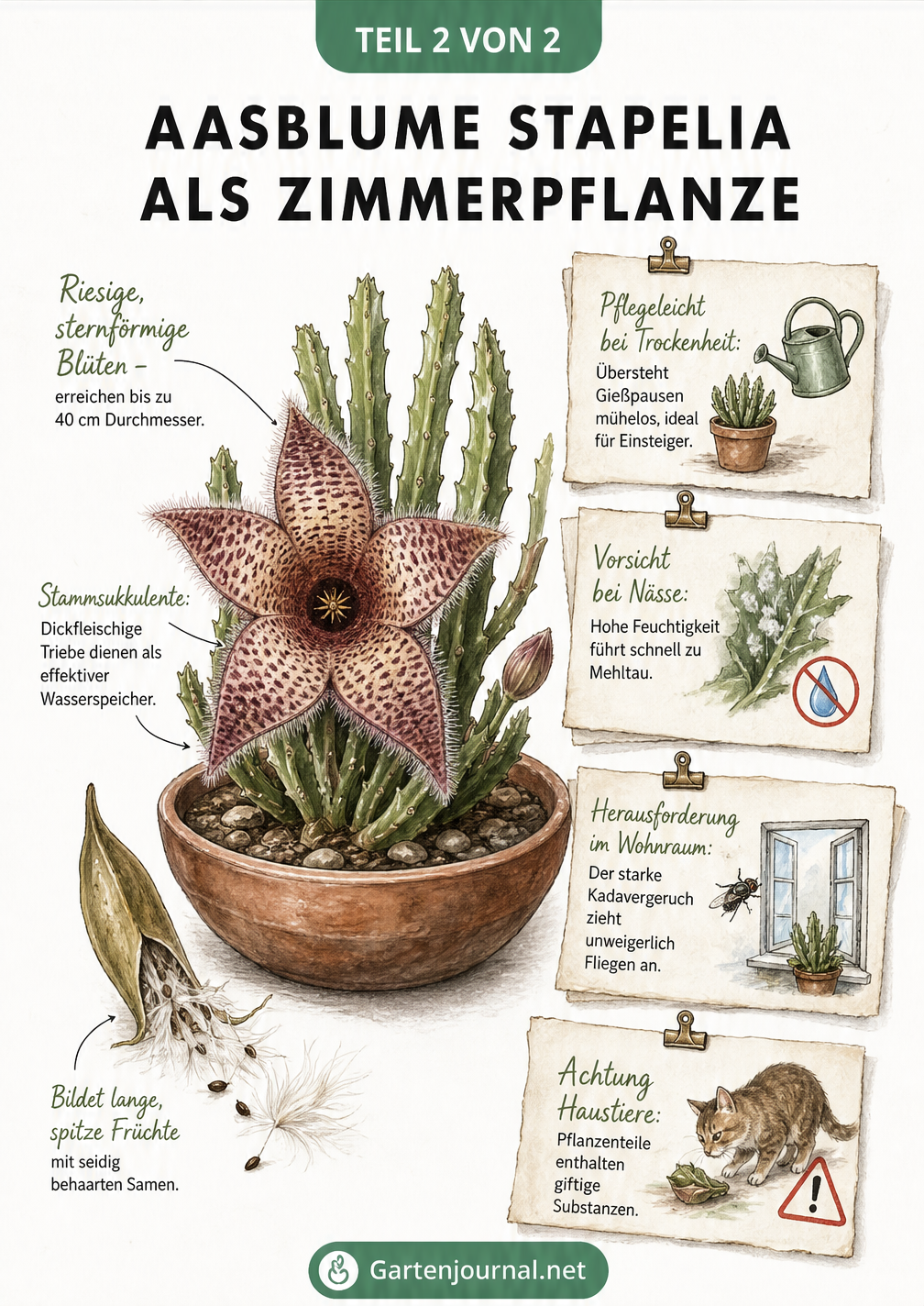 Querschnitt einer Terrakotta-Schale mit einer Stapelia, die botanische Merkmale und Pflegetipps für die Haltung als Zimmerpflanze zeigt.
