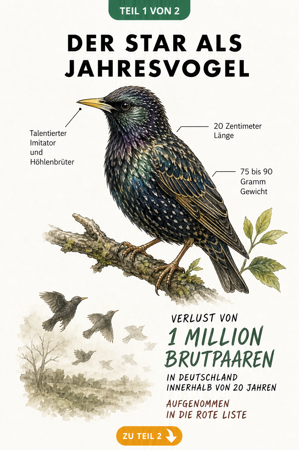 Illustration eines Staren mit Merkmalen, Maßen und Fakten zum Bestandsrückgang