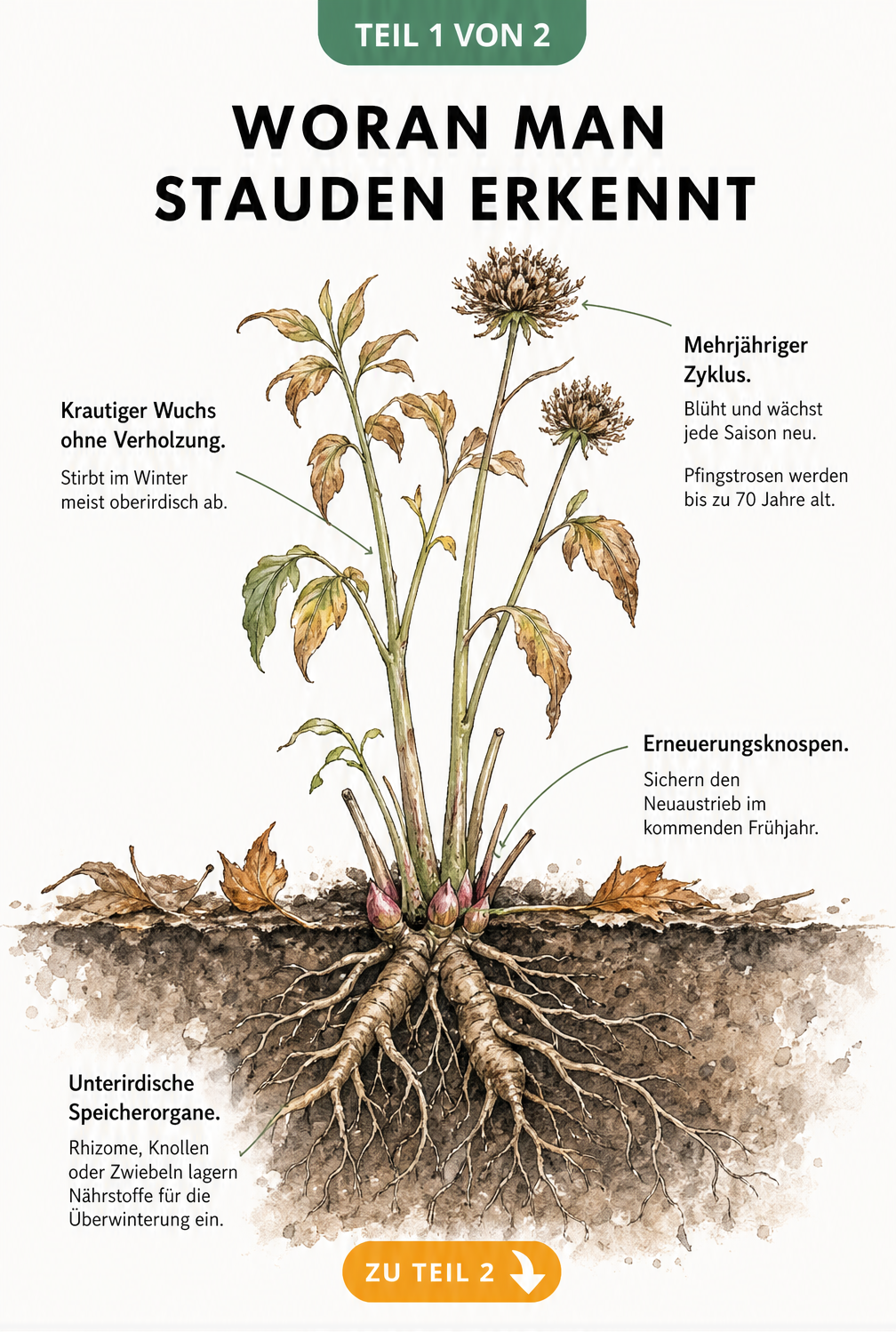 Botanische Querschnitt-Illustration einer Staude im Herbst mit oberirdischen Pflanzenteilen, Erneuerungsknospen und unterirdischen Rhizomen.