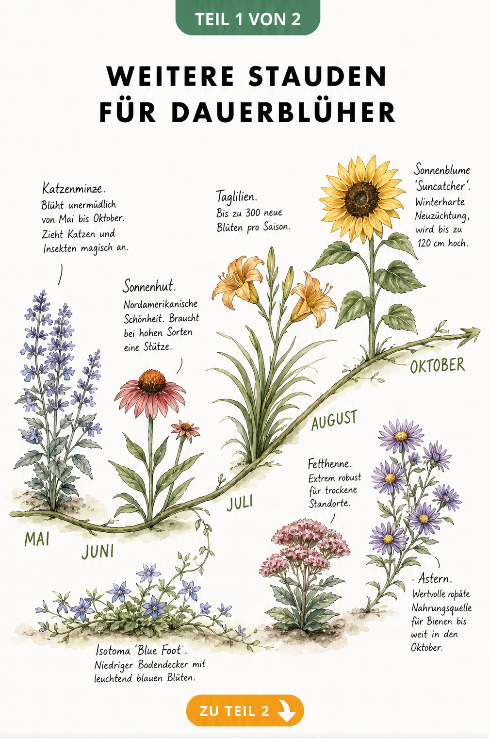 Illustrierte Zeitachse von Mai bis Oktober mit blühenden Stauden wie Katzenminze, Sonnenhut, Taglilien, Sonnenblume, Fetthenne und Astern.